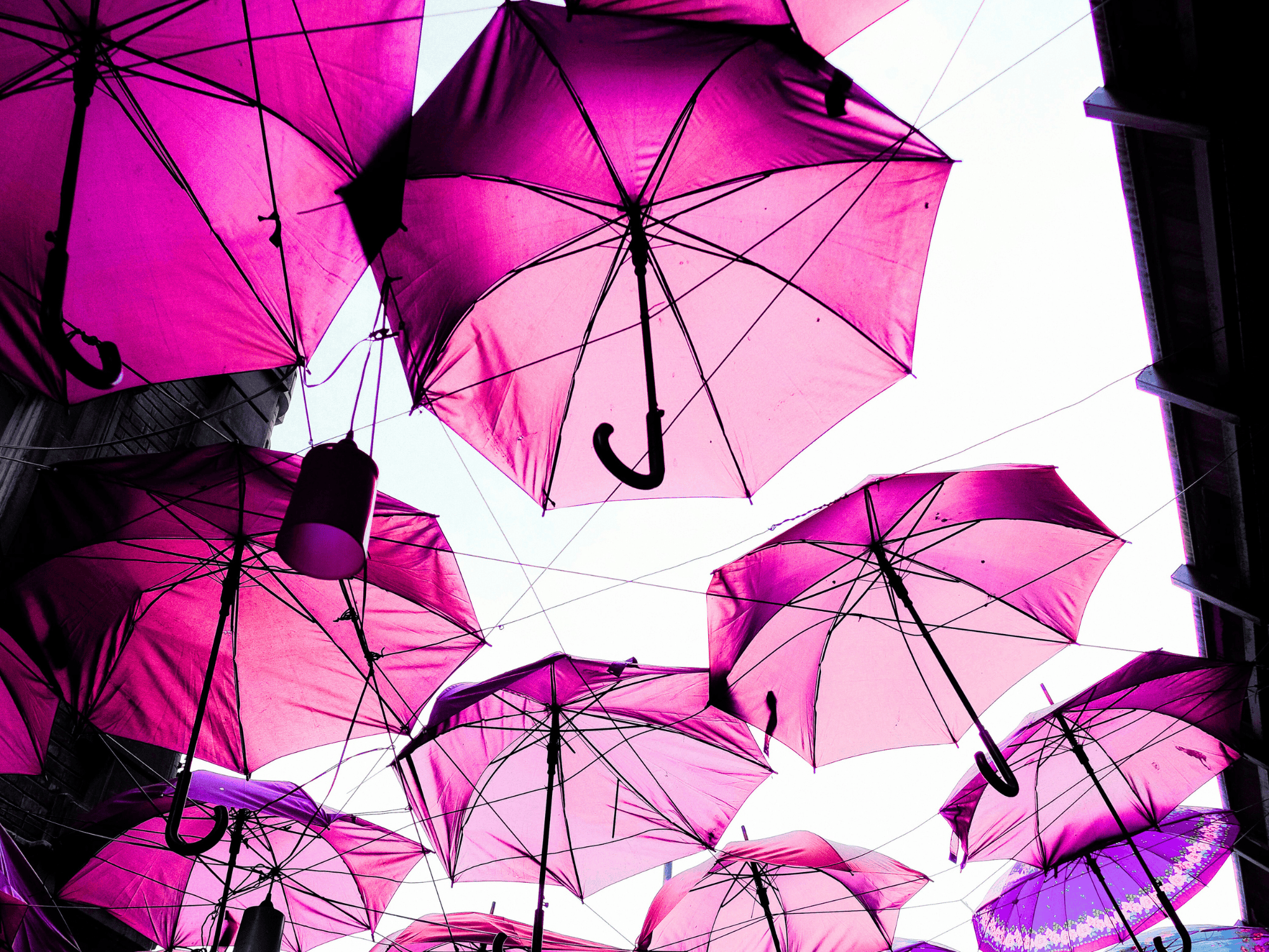 group of pink umbrellas held up by wire and a small light