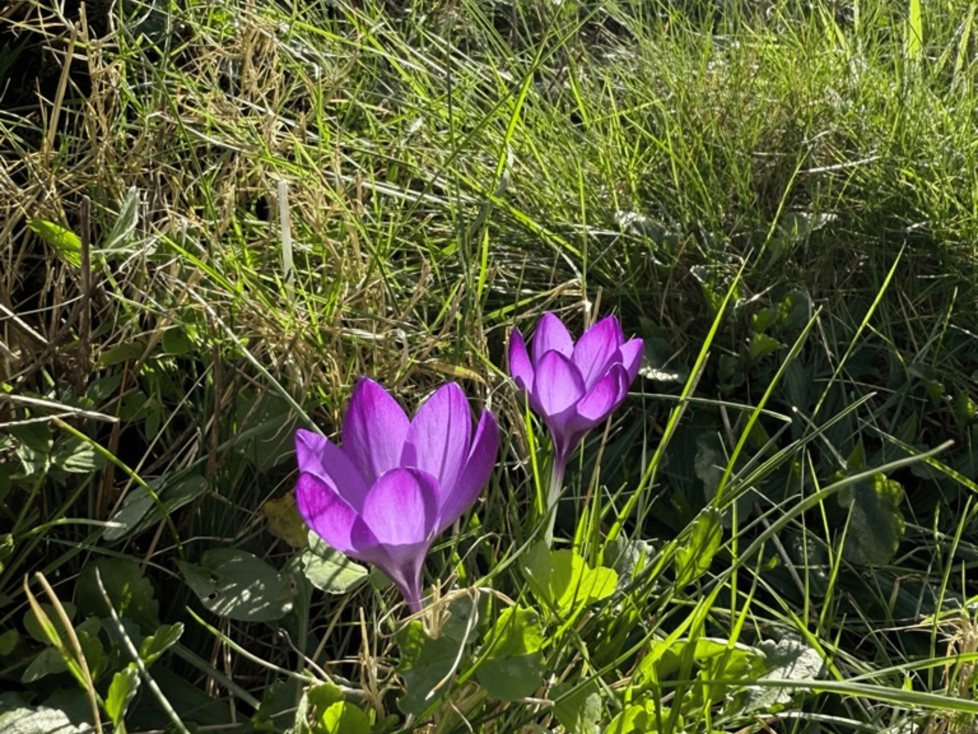 purple flowers in green grass